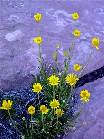 MoabFlowers (1188)